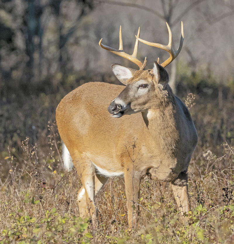 kansas deer hunting