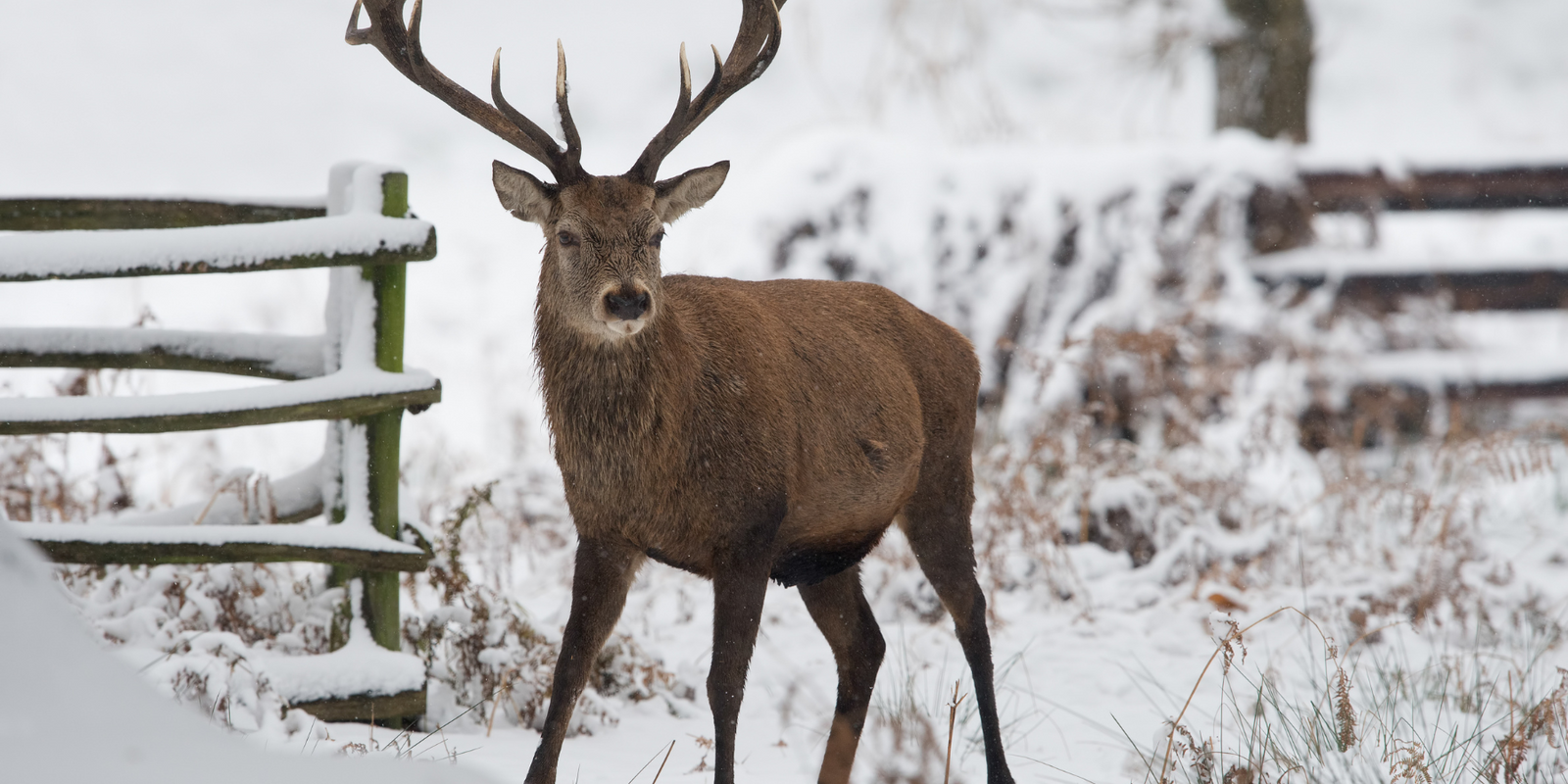 7 Best Hunting Apps for 2025