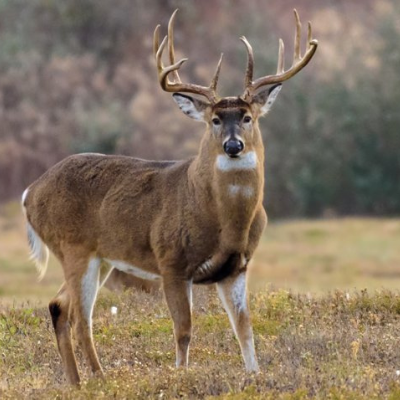 7 Best Tips for Deer Hunting